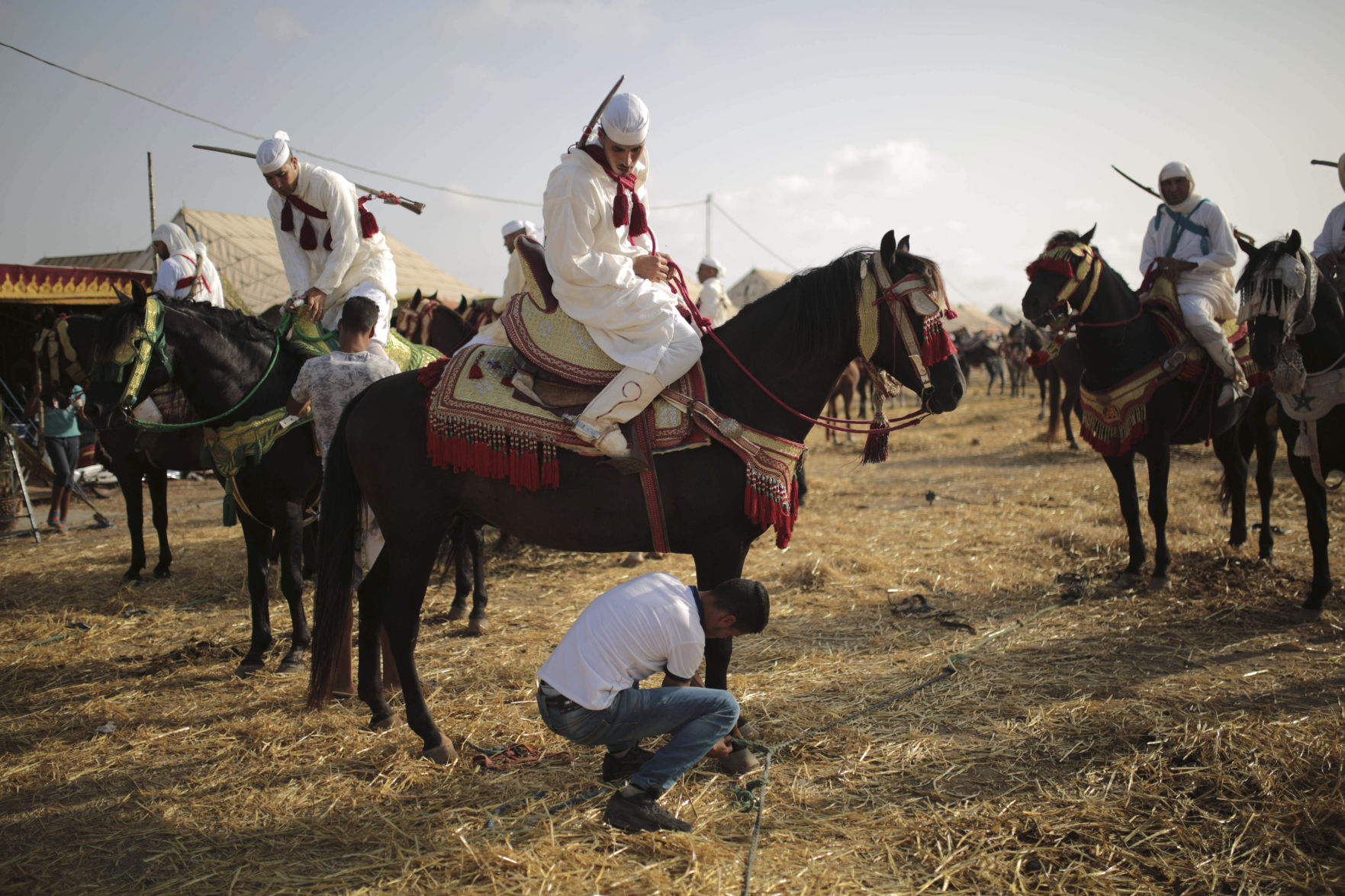 Morocco equine tradition